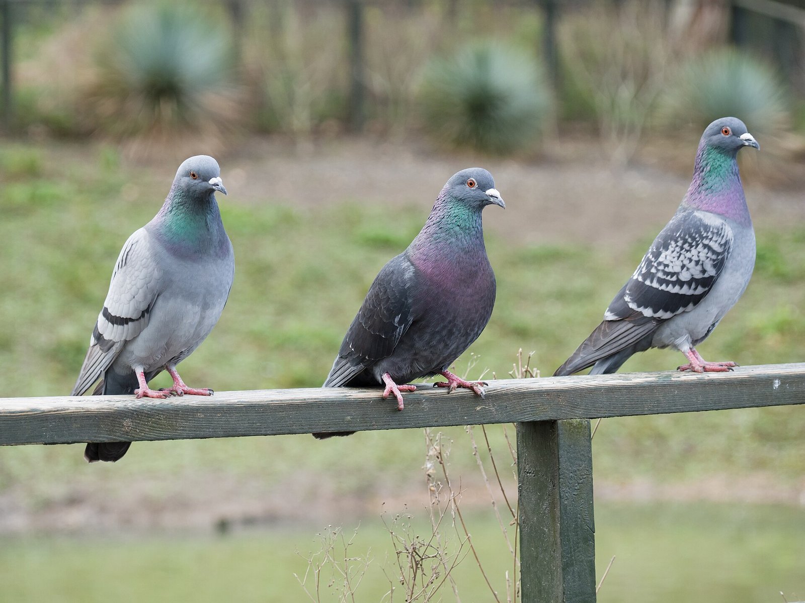 Pigeons in a row at the London Wetland Centre. Photo by James E. Petts, CC BY-SA 2.0, via Wikimedia Commons.